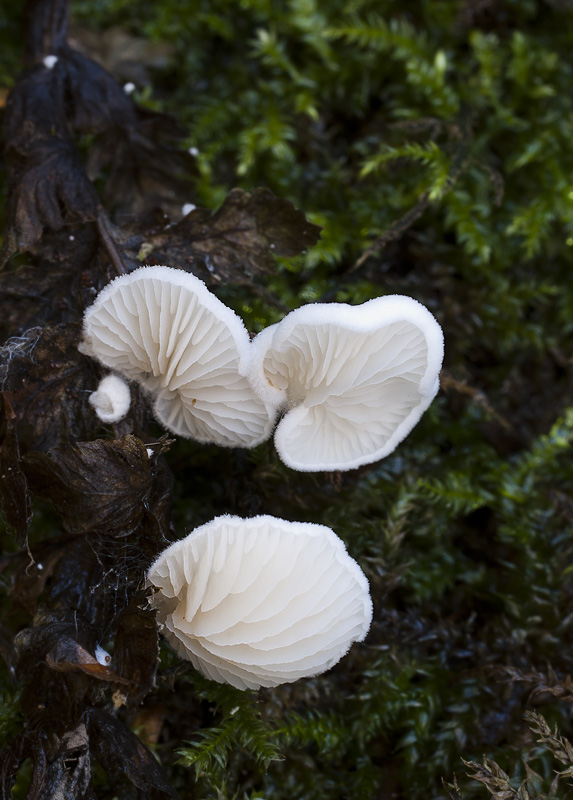 Crepidotus epibryus